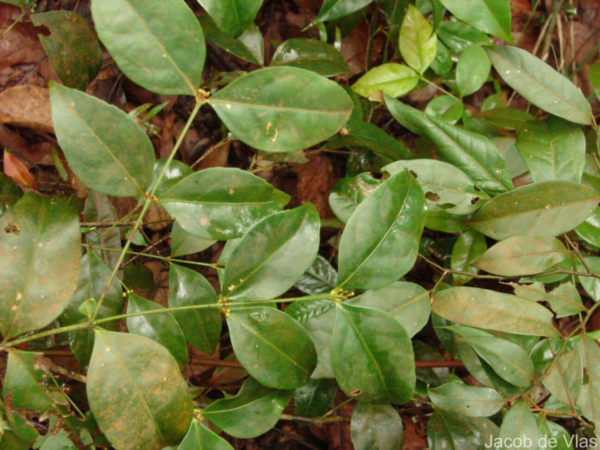 Euonymus walkeri Wight